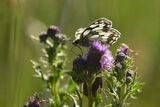 Marbled White Melanargia galathea