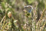 Common Blue Butterfly Polyommatus icarus