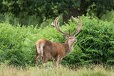 Red Deer Cervus elaphus