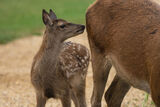 Red Deer Cervus elaphus Fawn with Hind.