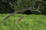 Red Deer Cervus elaphus