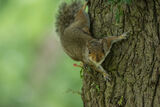 Grey Squirrel Sciurus carolinensis