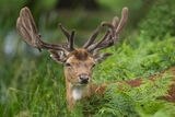 Fallow Deer Dama dama