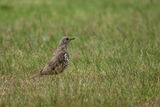 Mistle Thrush Turdus viscivorus