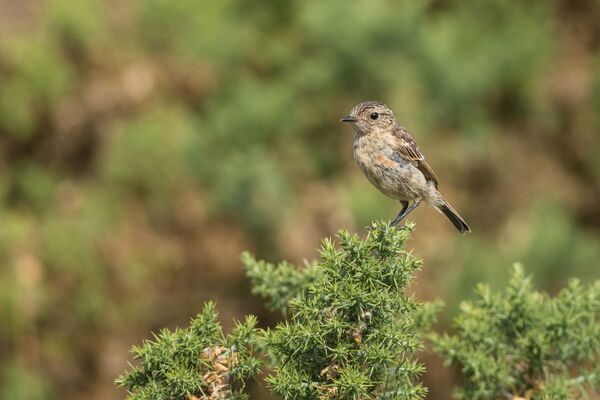 Stonechat Saxicola torquata Juvenile