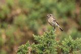 Stonechat Saxicola torquata Juvenile