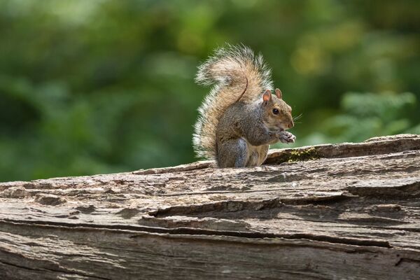 Grey Squirrel Sciurus carolinensis