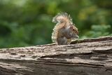 Grey Squirrel Sciurus carolinensis