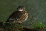 Mandarin Duck Aix galericulata