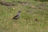 Mistle Thrush Turdus viscivorus