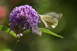 Large White Pieris brassicae