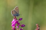 Common Blue Butterfly Polyommatus icarus