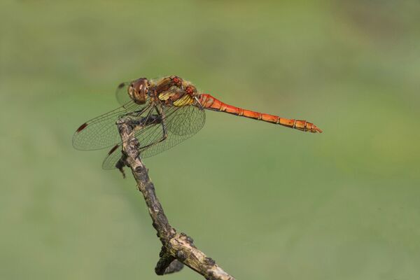 Common Darter Dragonfly Sympetrum striolatum