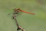 Common Darter Dragonfly Sympetrum striolatum