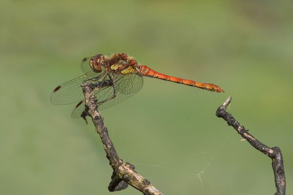 Common Darter Dragonfly Sympetrum striolatum