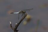 Broad Bodied Chaser Libellula depressa