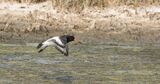 Oystercatcher Haematopus ostralegus