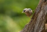 Nuthatch Sitta Europaea
