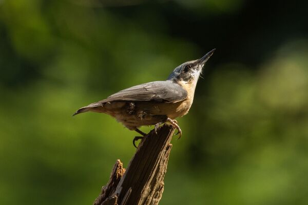 Nuthatch Sitta Europaea