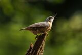 Nuthatch Sitta Europaea