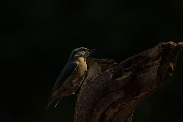 Nuthatch Sitta Europaea