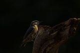 Nuthatch Sitta Europaea