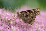 Painted Lady Vanessa cardui