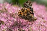 Painted Lady Vanessa cardui