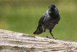 Jackdaw Corvus monedula