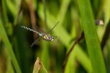 Migrant Hawker Aeshna mixta
