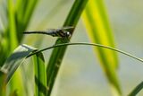 Migrant Hawker Aeshna mixta