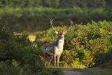 Fallow Deer Dama dama