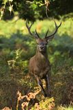 Red Deer Cervus elaphus