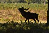 Red Deer Cervus elaphus