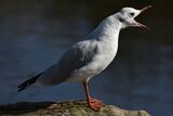 Black Headed Gull Chroicocephalus ridibundus