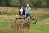 Red Deer Cervus elaphus Bellowing