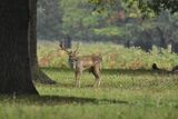 Fallow Deer Dama dama