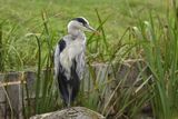 Grey Heron Ardea cinerea