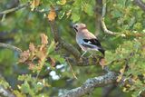 Jay Garrulus glandarius