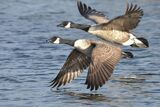 Canada Geese Branta canadensis