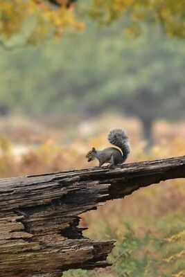 Grey Squirrel Sciurus carolinensis