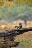 Grey Squirrel Sciurus carolinensis