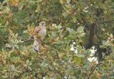 Kestrel Falco tinnunculus
