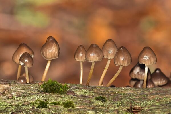 A small group of Fungi
