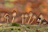 A small group of Fungi