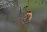 Stonechat Saxicola torquata