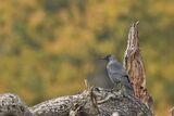 Jackdaw Corvus monedula