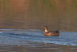 Mallard Anas platyrhynchos