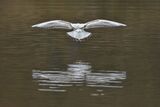 Black Headed Gull Chroicocephalus ridibundus