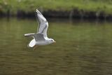 Black Headed Gull Chroicocephalus ridibundus
